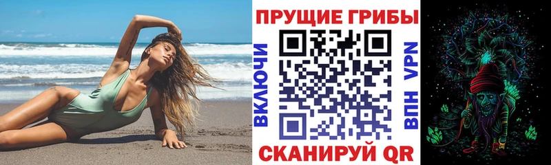 Купить где Черногорск Галлюциногенные грибы Psilocybine cubensis